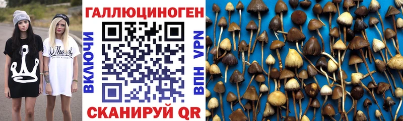 Галлюциногенные грибы Psilocybe  Бутурлиновка 